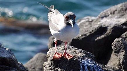 Galapagos Highlights & Peru with Ecuador's Tropical Forest & Nazca Lines Galapagos Highlights & Peru with Ecuador's Tropical Forest & Nazca Lines